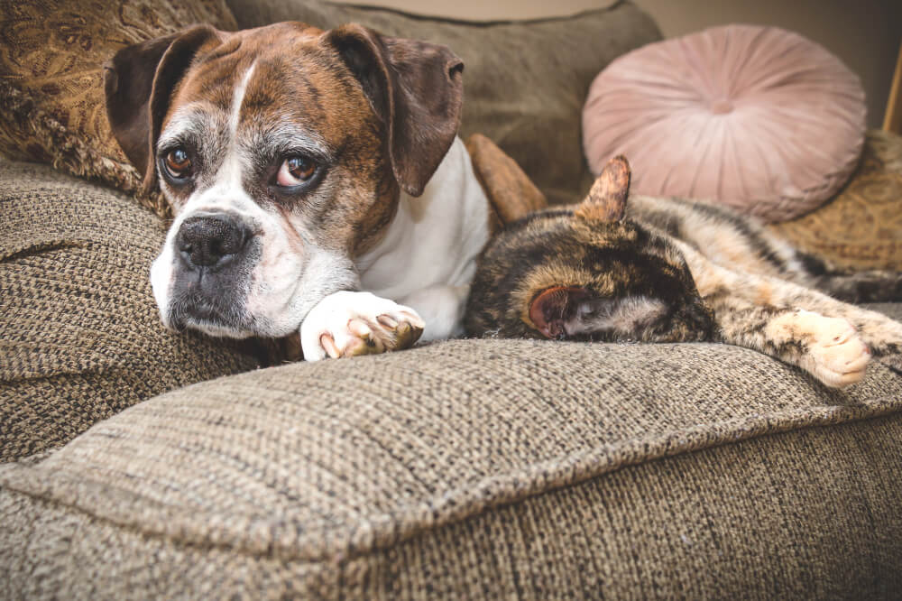 Old cat and dog