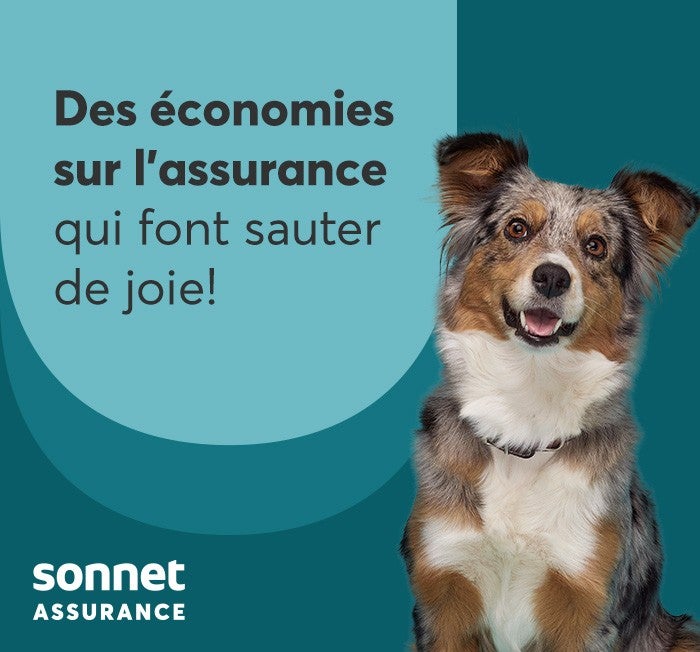 Chien