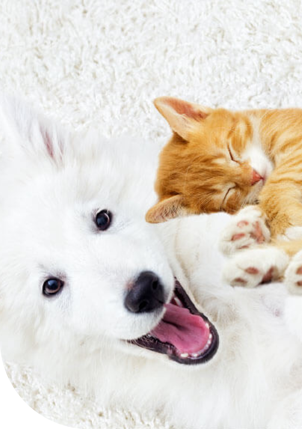 Assurance pour animaux de compagnie au Canada