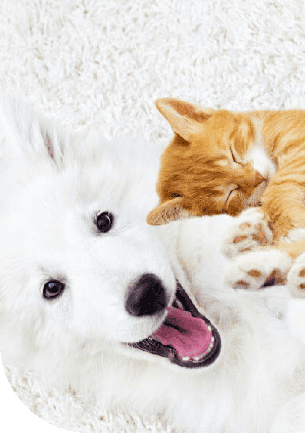 Pet insurance in Canada