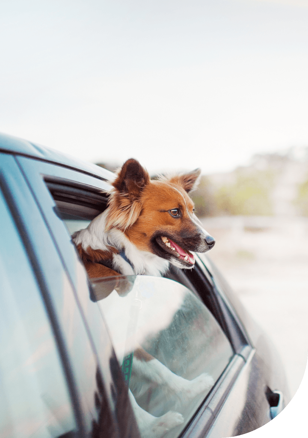 Sonnet has your auto covered