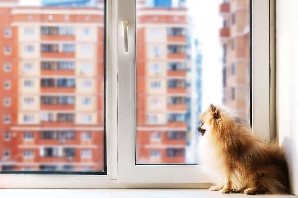 Tiny dog sitting on the windowsill of apartment and looking out the window.