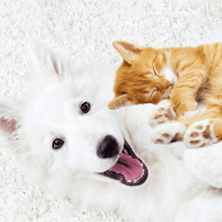 Assurance pour animaux de compagnie au Canada