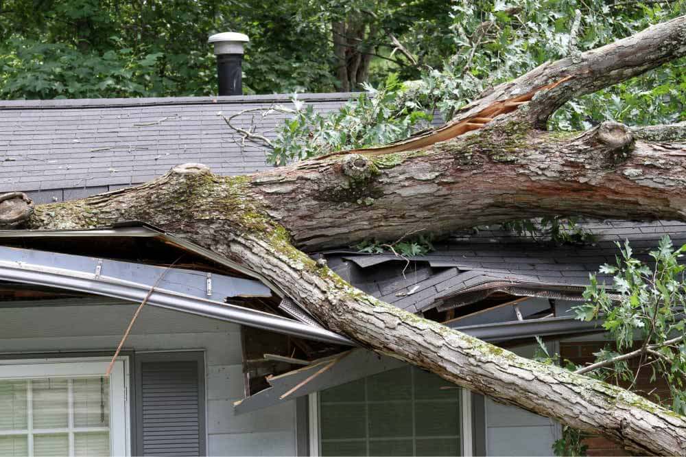 Arbre tombé sur une habitation