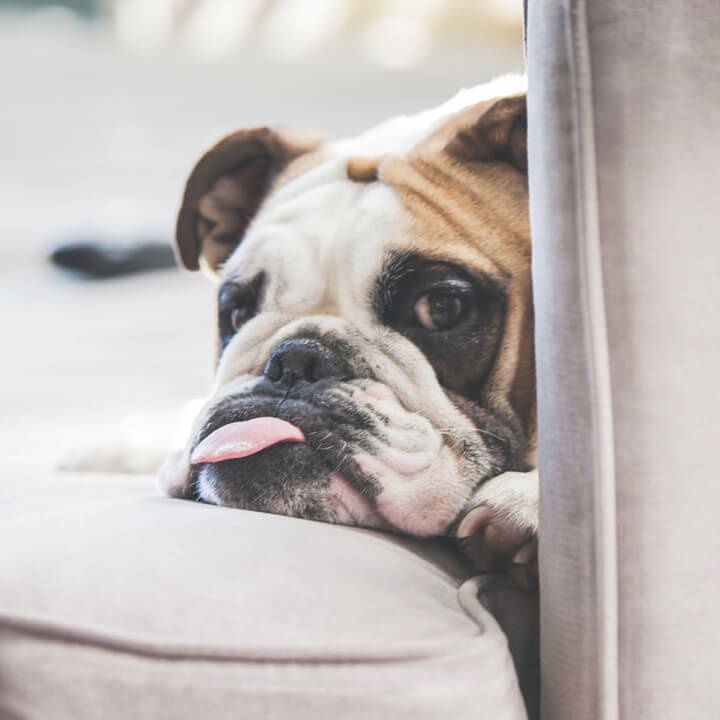 Assurance pour chiens