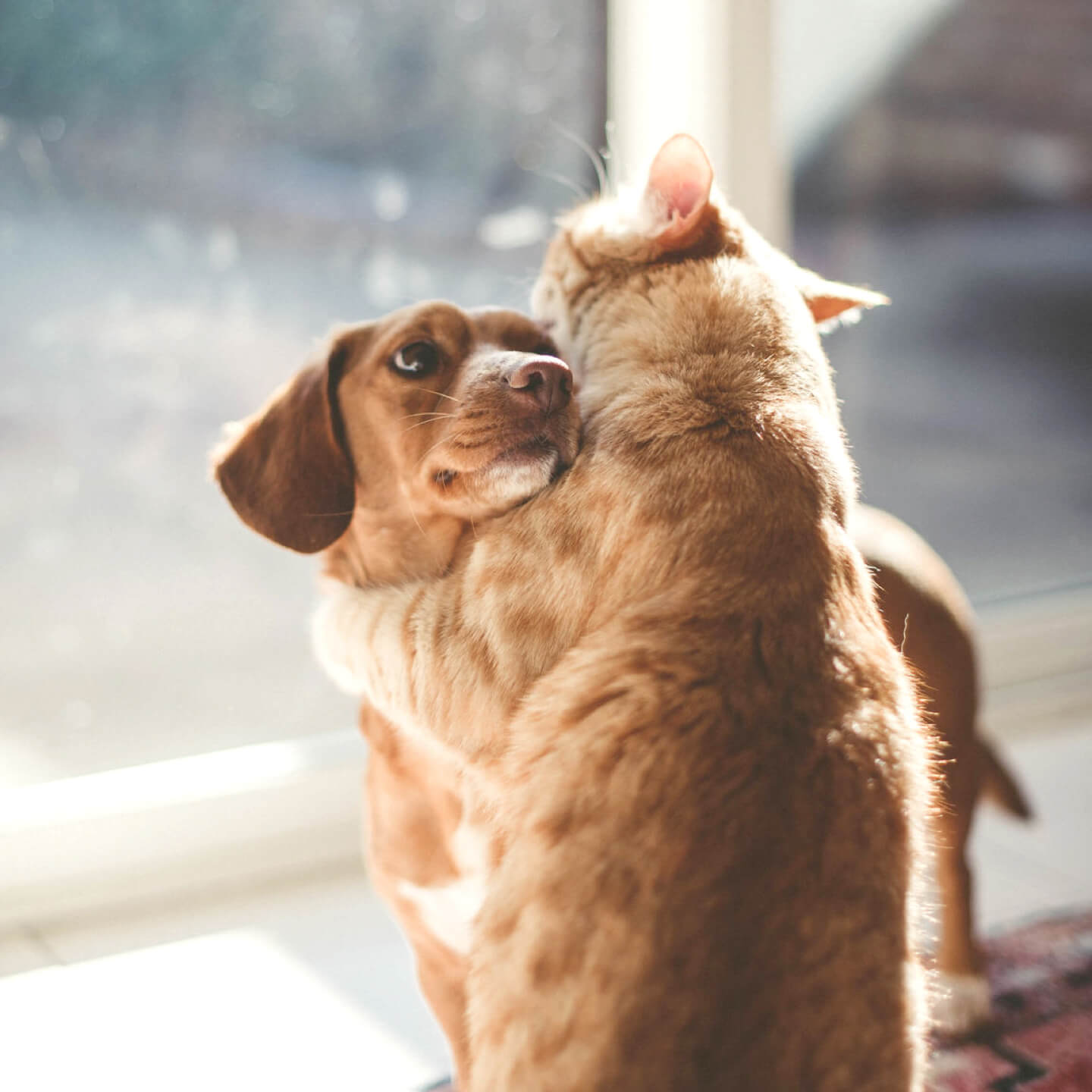 Assurance pour chiens et pour chats