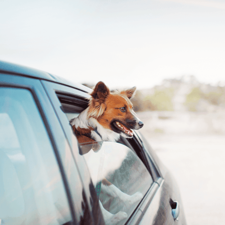 Sonnet has your auto covered