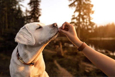 Aliments sécuritaires pour les chiens