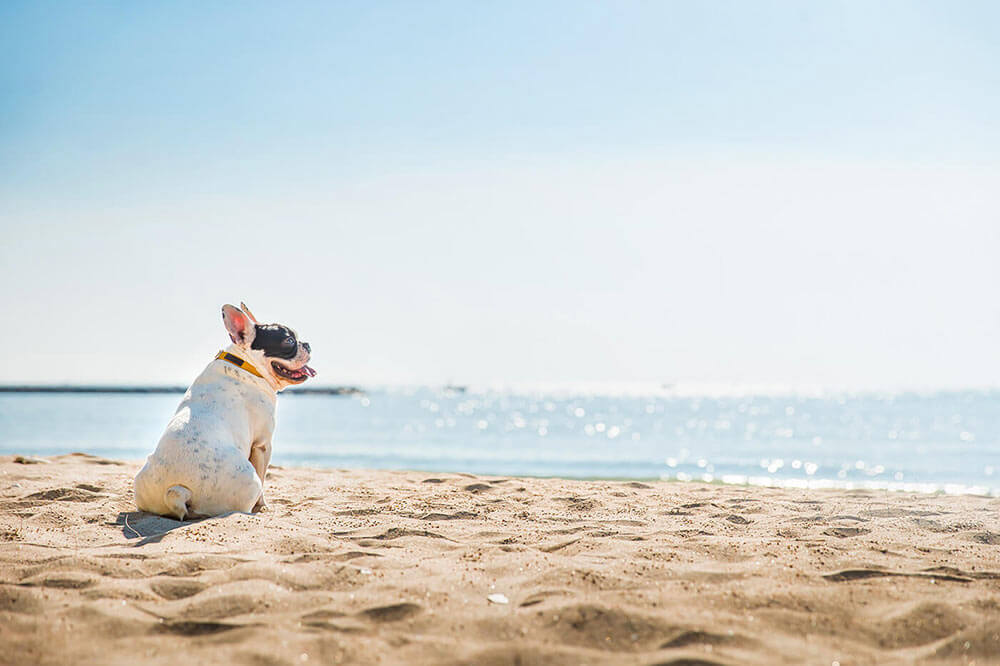 Bulldog français à la plage