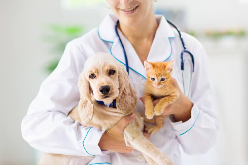 Vet with dog and cat. Puppy and kitten at doc