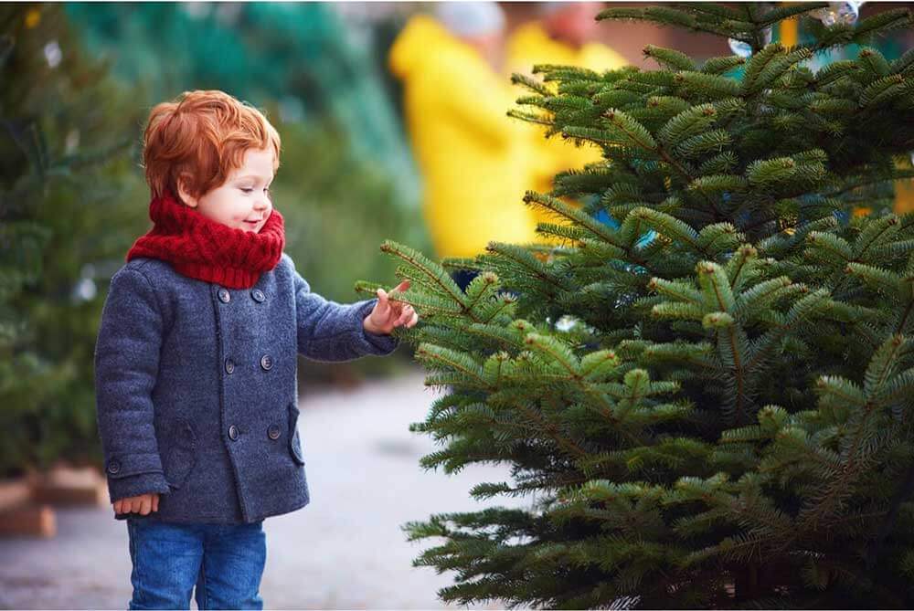 Petit garçon qui choisit un arbre de Noël