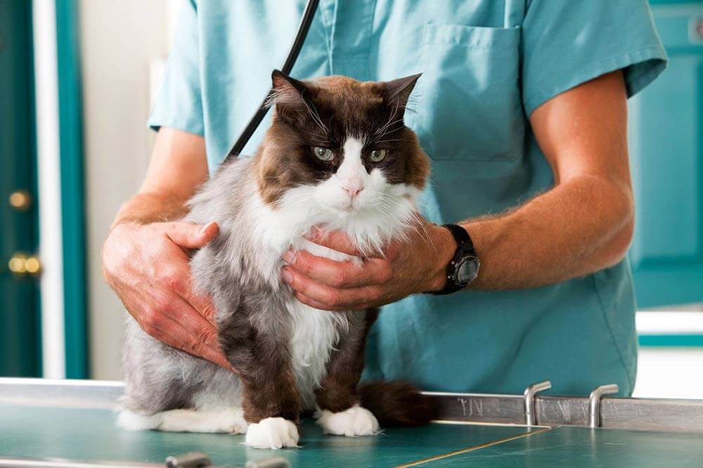 Chat chez le vétérinaire