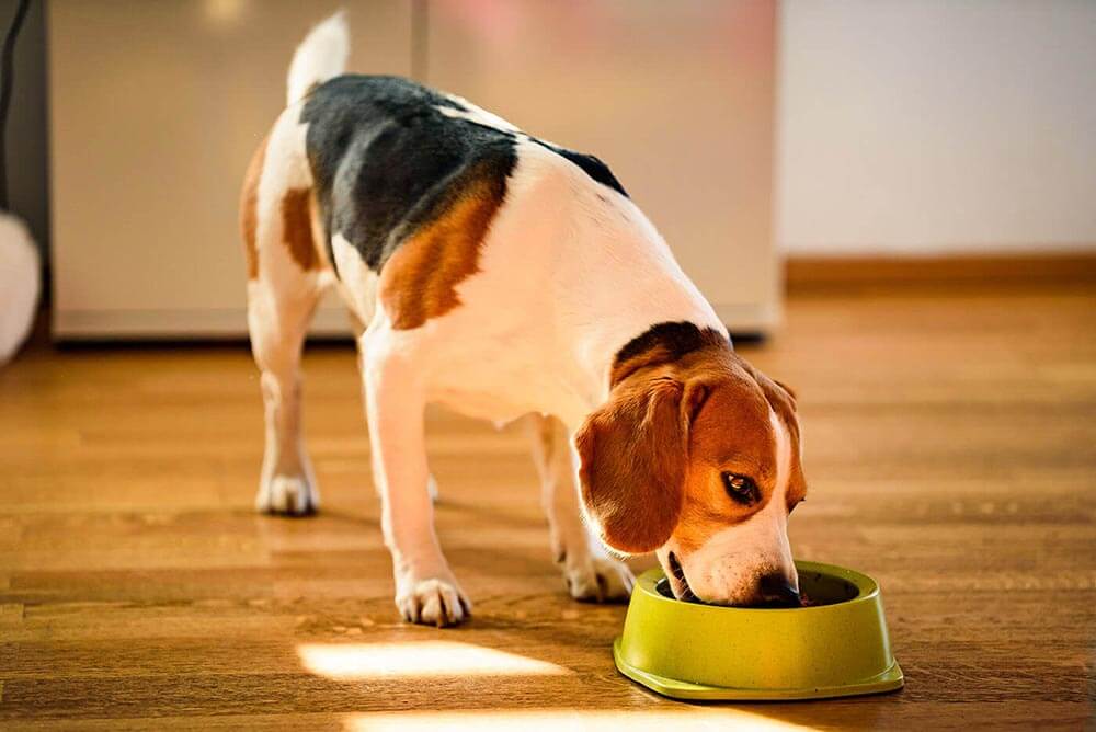 Dog with food bowl