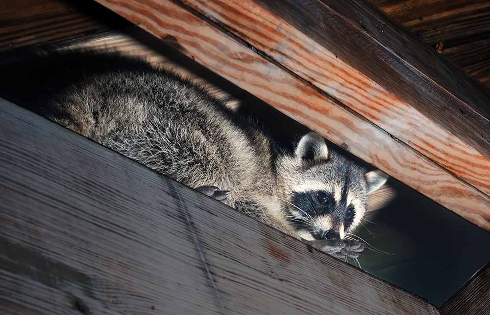 A raccoon in the attic of a house