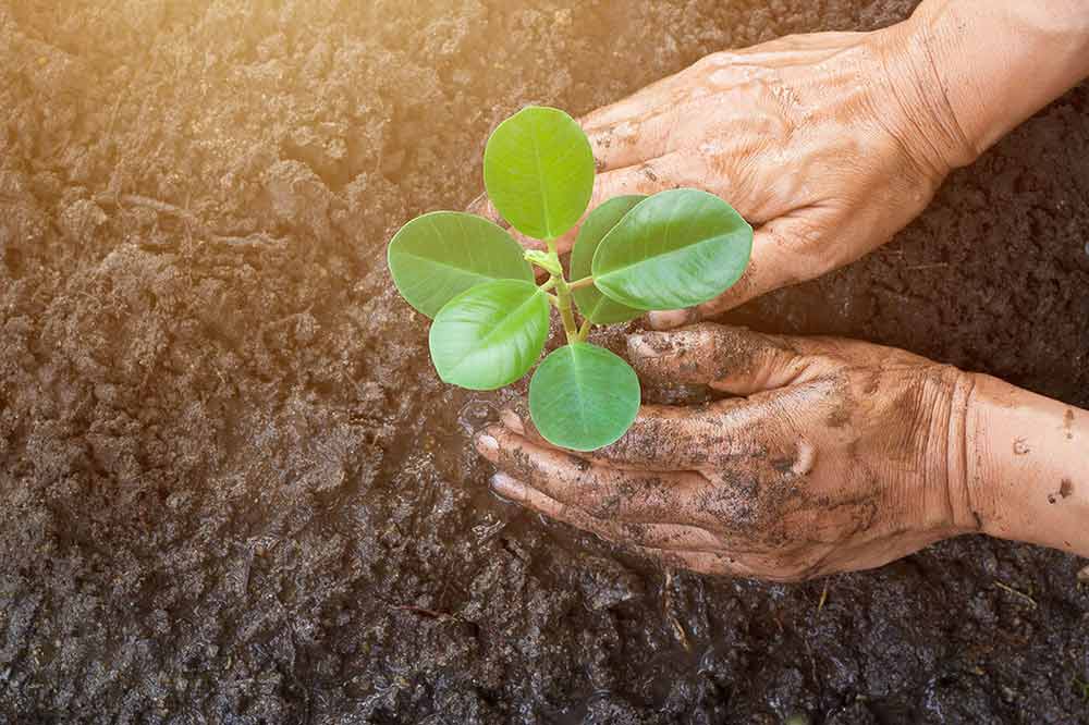 Low carbon investments