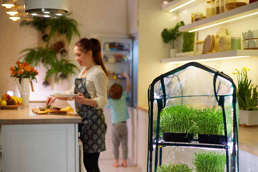 Hydroponic garden in a family kitchen