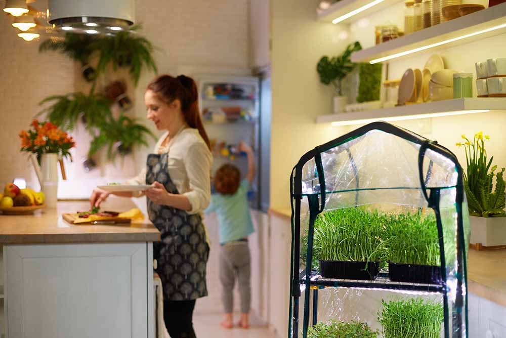 Un jardin hydroponique dans une cuisine familiale