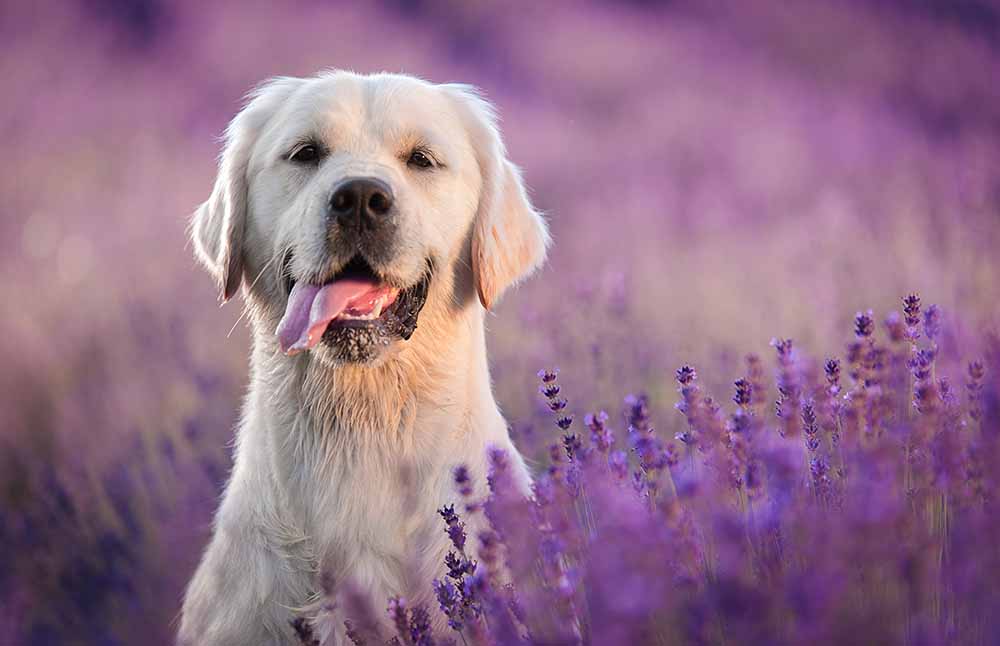 Golden retriever dog