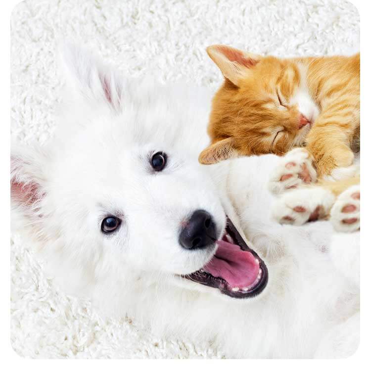 Dog Insurance Bc Cost