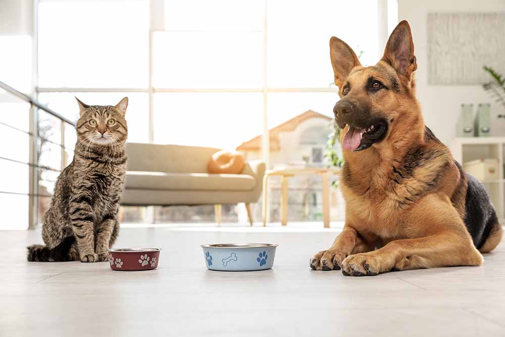 Cat and dog with food bowls