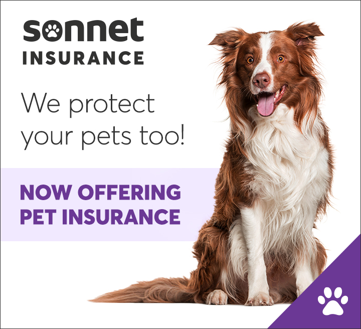 Why Should We Protect Dogs