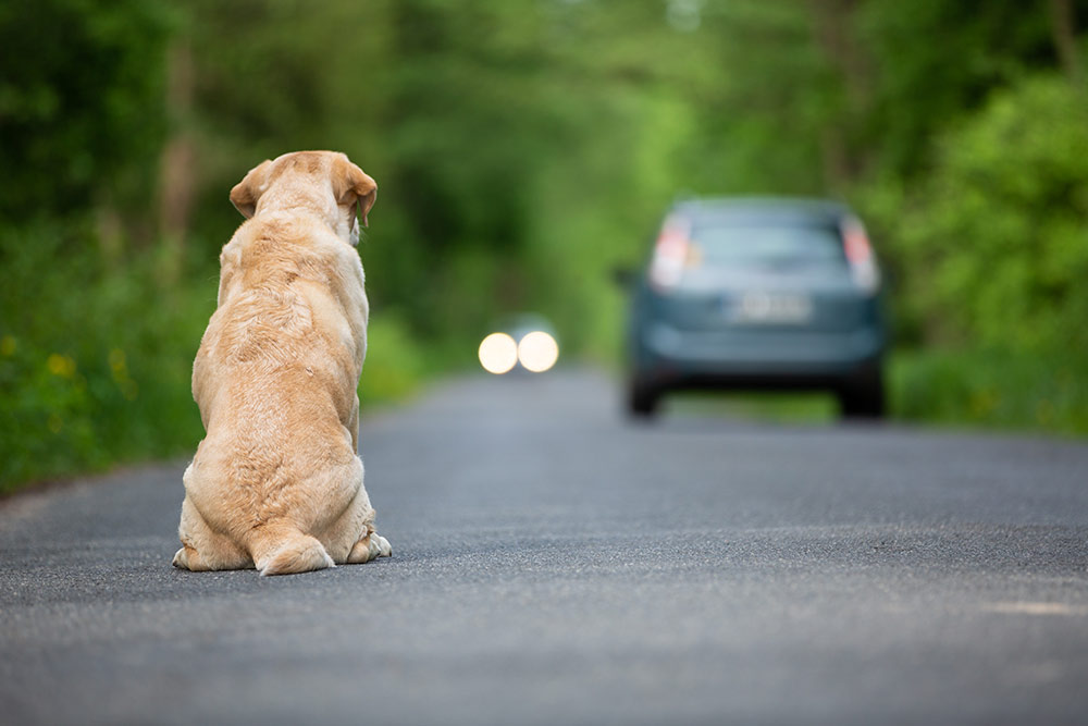 Un chien sur la route
