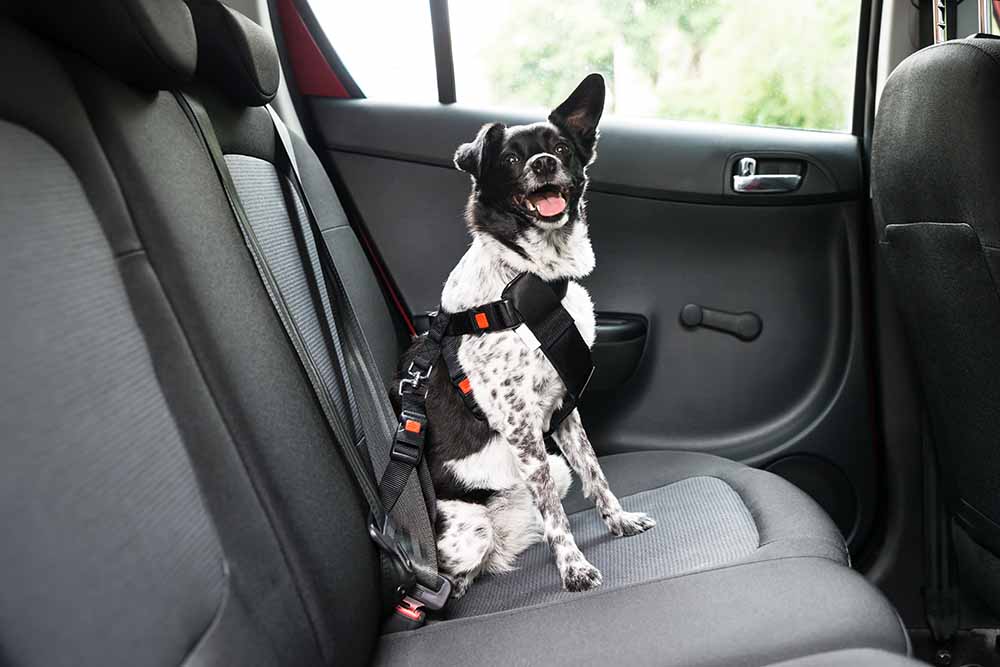 Dog in a harness sitting in the backseat of a car