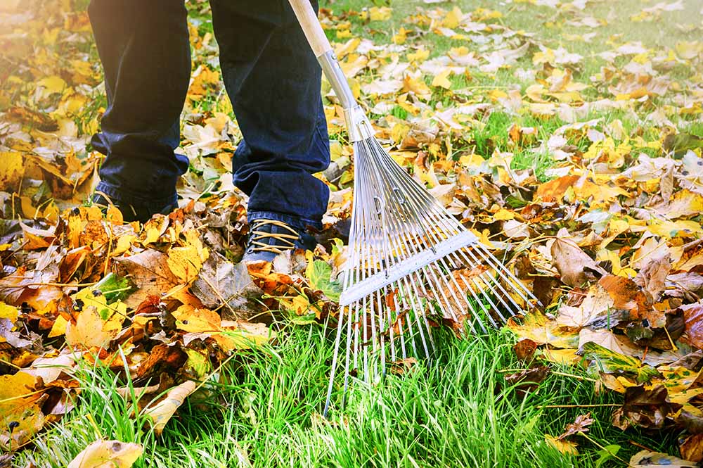 Person raking leaves