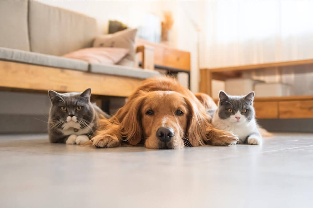 Animaux de compagnie en foyer d’accueil couchés sur le sol