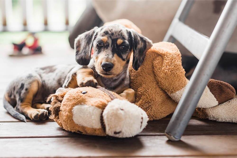 Accueillir un chiot à la maison