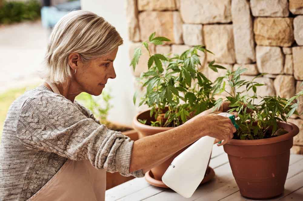 Woman tending to the marijuana plants she is growing.