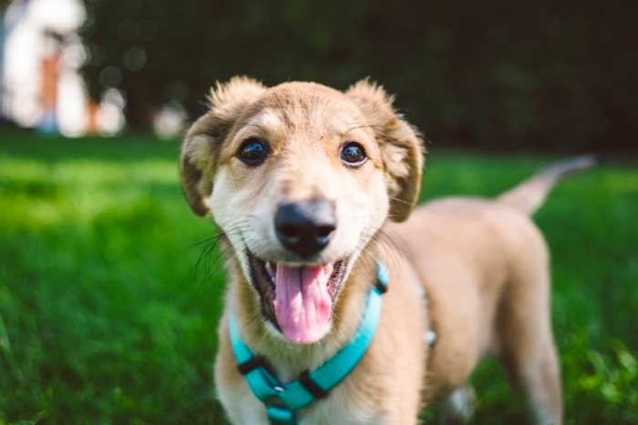 Pet Insurance That Covers Pre Existing Conditions Canada