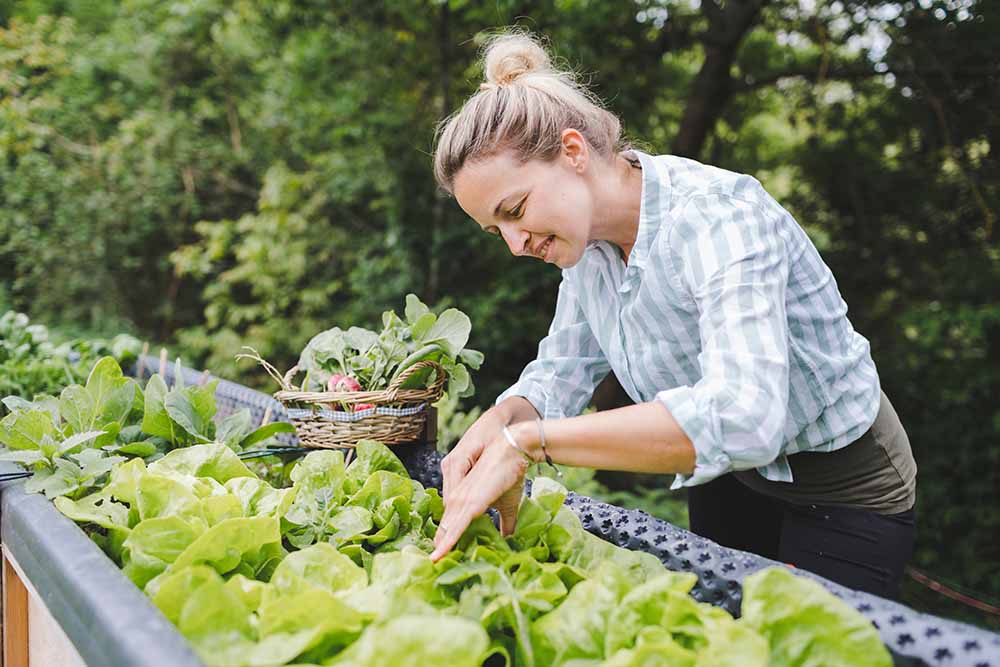 Woman harvesting lettuce