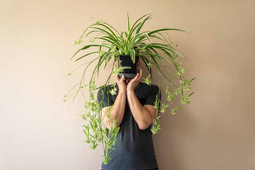 Homme tenant une plante-araignée