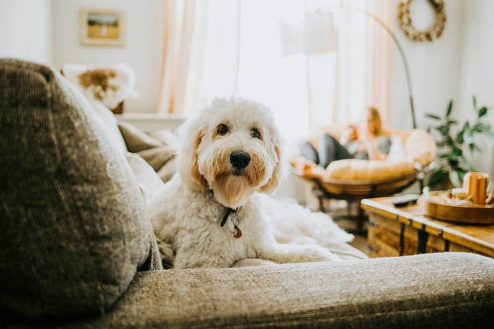 Gros chien sur un canapé