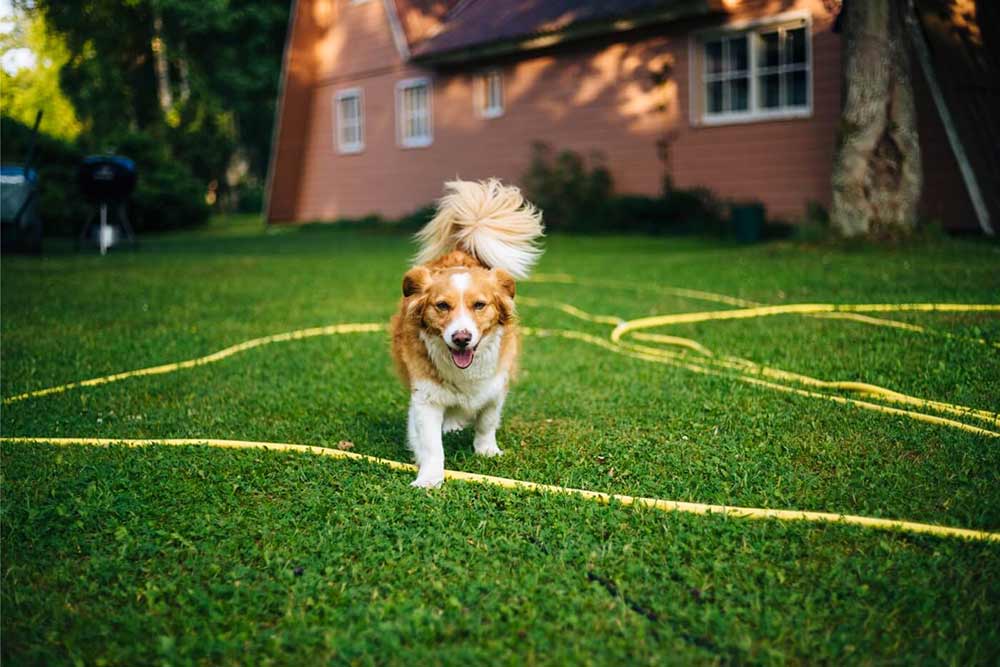 Conseils de sécurité estivale pour votre chien