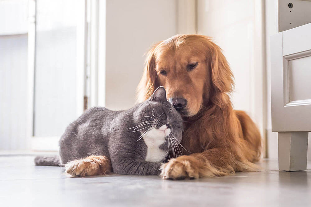 Chat et chien ensembles