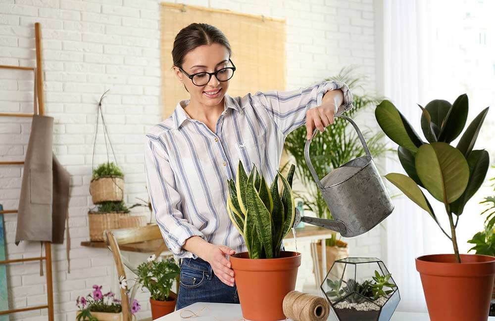 Entretien des plantes d’intérieur