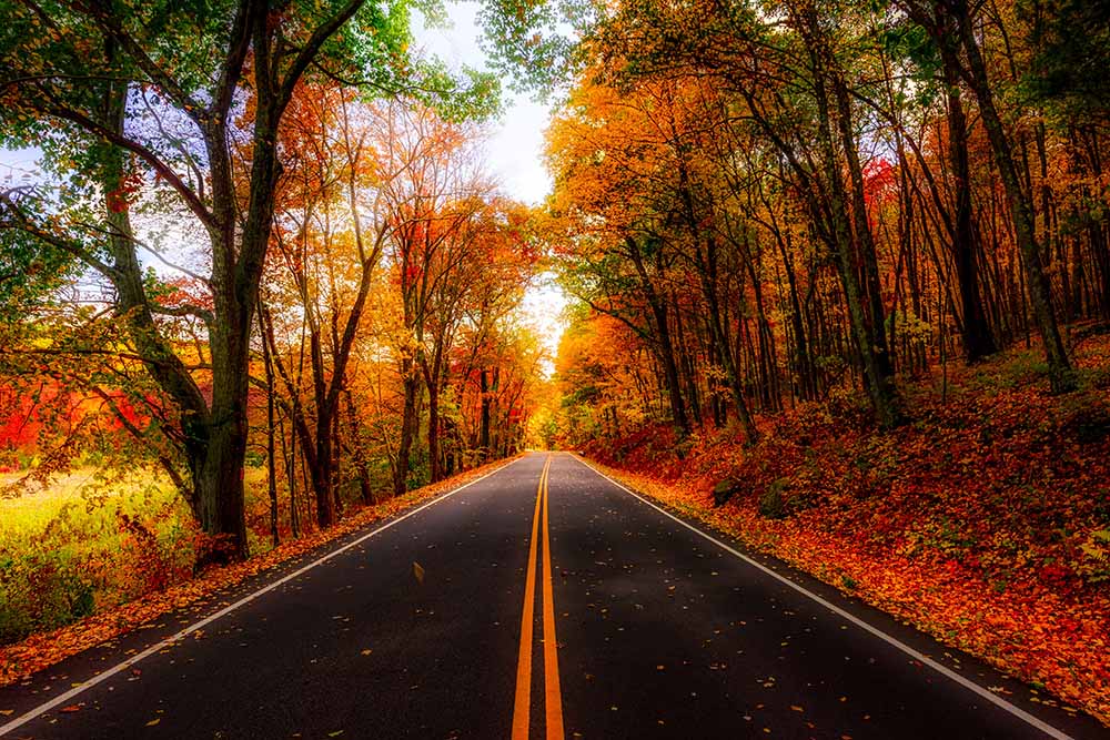 Une route à travers la forêt en automne