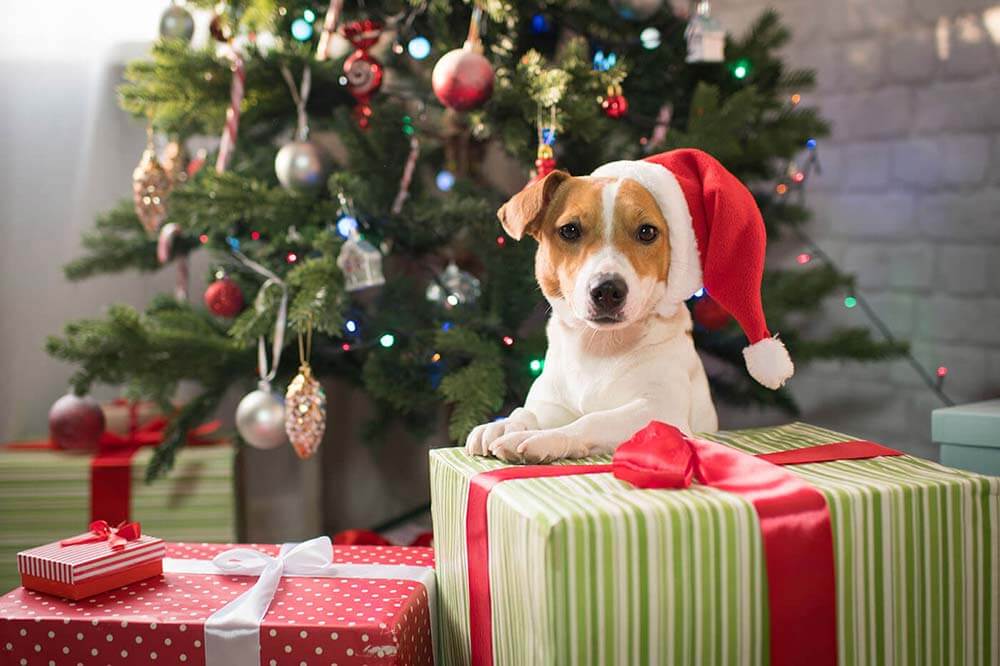 Christmas gifts for dogs
